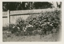 Image of Garden by fence